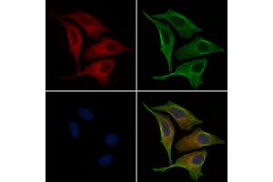 ABIN6265407 and ABIN6269232 staining HepG2 cells by IF/ICC.