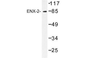 Image no. 1 for anti-Enhancer of Zeste Homolog 1 (EZH1) antibody (ABIN272247) (EZH1 anticorps)
