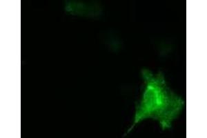 Image no. 13 for anti-DnaJ (Hsp40) Homolog, Subfamily A, Member 2 (DNAJA2) antibody (ABIN1497861) (DNAJA2 anticorps)