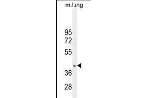 RN Antibody (C-term) (ABIN655838 and ABIN2845252) western blot analysis in mouse lung tissue lysates (35 μg/lane).