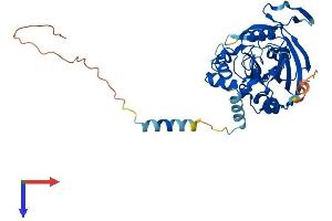 AlphaFold protein structure predicition of Mouse Recombinant Rpusd4 Protein, UniprotID Q9CWX4