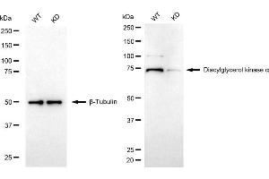 Western blotting analysis using diacylglycerol kinase alpha antibody (ABIN7798326).