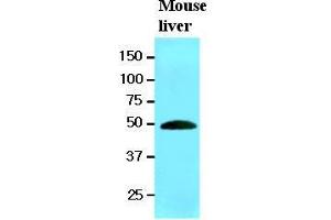 The extracts of mouse liver (20 ug) were resolved by SDS-PAGE, transferred to nitrocellulose membrane and probed with anti-human RNH1 (1:1000). (RNH1 anticorps  (AA 7-461))