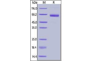 Fed Human Mesothelin (296-580), Fc Tag on  under reducing (R) condition.