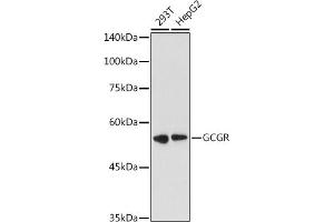 Western blot analysis of extracts of various cell lines, using GCGR antibody (ABIN7267394) at 1:1000 dilution.