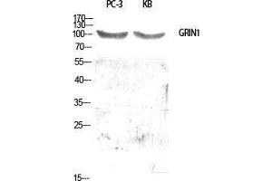Western Blot (WB) analysis of specific cells using GRIN1 Polyclonal Antibody.