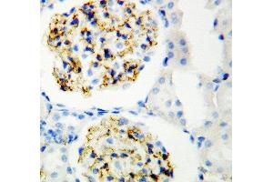 Anti-CD34 antibody, IHC(P) IHC(P): Rat Kidney Tissue