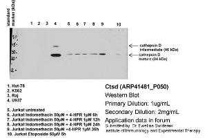 Primary dilution: 1ug/mL  Secondary dilution: 2mg/mL (Cathepsin D anticorps  (C-Term))