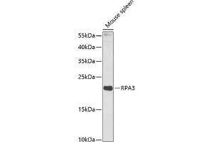 Western blot analysis of extracts of mouse spleen, using RP antibody (ABIN6128654, ABIN6147085, ABIN6147087 and ABIN6218282) at 1:1000 dilution. (RPA3 anticorps  (AA 6-121))