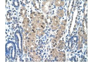 Granzyme H antibody was used for immunohistochemistry at a concentration of 4-8 ug/ml to stain Epithelial cells of renal tubule (arrows) in Human Kidney. (GZMH anticorps)