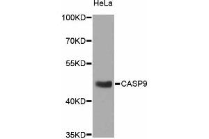 Western blot analysis of extracts of HeLa cells, using CASP9 antibody (ABIN4903132) at 1:1000 dilution. (Caspase 9 anticorps)