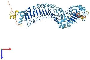 AlphaFold protein structure predicition of Human Recombinant LRRC40 Protein, UniprotID Q9H9A6