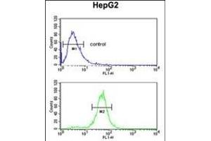 RERE Antibody (N-term) (ABIN653912 and ABIN2843149) flow cytometric analysis of HepG2 cells (bottom histogram) compared to a negative control cell (top histogram). (RERE anticorps  (N-Term))