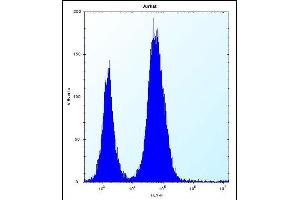 DULLARD Antibody (Center) (ABIN656732 and ABIN2845956) flow cytometric analysis of Jurkat cells (right histogram) compared to a negative control cell (left histogram). (CTDNEP1A anticorps  (AA 131-160))