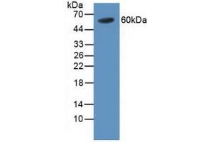 Figure. (TRAF4 anticorps  (AA 193-444))