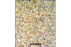 NAT8 Antibody IHC analysis in formalin fixed and paraffin embedded mouse kidney tissue followed by peroxidase conjugation of the secondary antibody and DAB staining. (NAT8 anticorps  (AA 110-138))