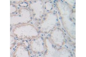 IHC-P analysis of Human Tissue, with DAB staining. (FGF13 anticorps  (AA 108-227))