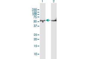Western Blot analysis of TBL2 expression in transfected 293T cell line by TBL2 MaxPab polyclonal antibody.