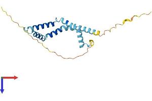 AlphaFold protein structure predicition of Human Recombinant BOD1 Protein, UniprotID Q96IK1