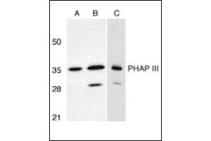 Western blot analysis of PHAP III expression in human A549 (A) and HepG2 (B) cells, and rat testis (C) with this product at 1 μg/ml. (ANP32E anticorps  (C-Term))