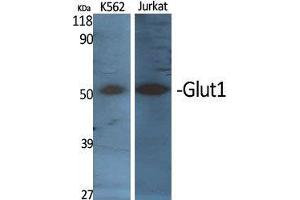 Western Blot (WB) analysis of specific cells using Glut1 Polyclonal Antibody. (GLUT1 anticorps  (C-Term))