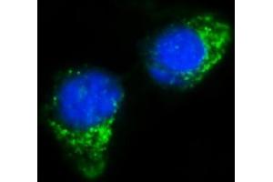 IF analysis of IFIT5 using anti-IFIT5 antibody (ABIN7600752). (IFIT5 anticorps  (AA 23-439))