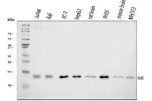 Western blot analysis of Elongin-C/ELOC using anti-Elongin-C/ELOC antibody (ABIN7598951).
