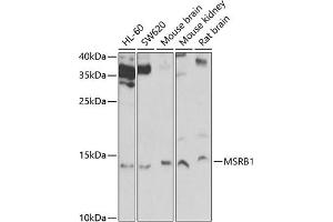 Western blot analysis of extracts of various cell lines, using MSRB1 Antibody (ABIN6129123, ABIN6144089, ABIN6144090 and ABIN6222462) at 1:1000 dilution. (MSRB1 anticorps  (AA 1-94))