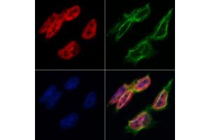 ABIN6260331 and ABIN6268800 staining Hela by IF/ICC. (BUB3 anticorps  (C-Term))