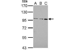WB Image EMR1 antibody [C2C3], C-term detects EMR1 protein by Western blot analysis.
