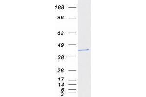 Validation with Western Blot