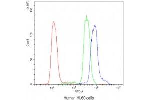Flow cytometry testing of human HL60 cells with AIRE antibody at 1ug/10^6 cells (blocked with goat sera) (AIRE anticorps)