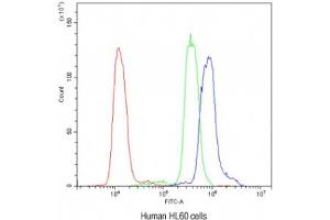 Flow cytometry testing of human HL60 cells with AIRE antibody at 1ug/10^6 cells (blocked with goat sera) (AIRE anticorps)