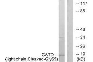 Western blot analysis of extracts from COS7 cells, treated with etoposide 25uM 1h, using CATD (light chain,Cleaved-Gly65) Antibody. (Cathepsin D anticorps  (Cleaved-Gly65))
