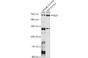 Western blot analysis of extracts of various cell lines, using GLI3 Rabbit pAb (ABIN7267386) at 1:1000 dilution. (GLI3 anticorps  (AA 800-900))