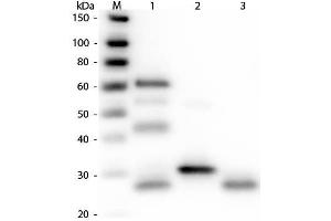 Western Blot of Anti-Chicken IgG (H&L) (RABBIT) Antibody . (Lapin anti-Poulet IgG (Heavy & Light Chain) Anticorps (Texas Red (TR)) - Preadsorbed)