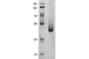 Validation with Western Blot