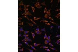 Immunofluorescence analysis of L929 cells using RPS25 antibody (ABIN7270020) at dilution of 1:100.