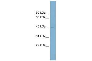WB Suggested Anti-PON3 Antibody Titration:  0. (PON3 anticorps  (Middle Region))