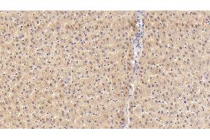 Detection of SLC in Porcine Liver Tissue using Polyclonal Antibody to Secondary Lymphoid Tissue Chemokine (SLC) (CCL21 anticorps  (AA 24-134))