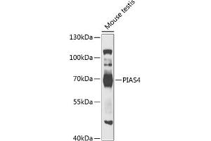 Western blot analysis of extracts of mouse testis, using PI antibody  at 1:1000 dilution. (PIAS4 anticorps  (AA 60-260))