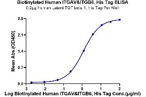 Immobilized Human Latent TGF beta 1, His Tag at 2 μg/mL (100 μL/well) on the plate.