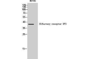 Western Blotting (WB) image for anti-Olfactory Receptor, Family 5, Subfamily P, Member 2 (OR5P2) (Internal Region) antibody (ABIN6281710)