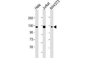 All lanes : Anti-srrt Antibody (C-Term) at 1:2000 dilution Lane 1: Hela whole cell lysates Lane 2: Jurkat whole cell lysates Lane 3: NIH/3T3 whole cell lysates Lysates/proteins at 20 μg per lane. (SRRT anticorps  (AA 878-910))
