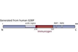 Image no. 4 for anti-GTPase Activating Protein (SH3 Domain) Binding Protein 1 (G3BP1) (AA 210-323) antibody (ABIN968381)