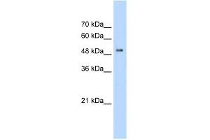 WB Suggested Anti-PACSIN1 Antibody Titration:  2.