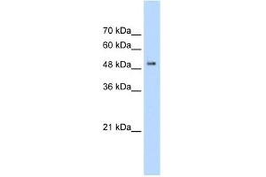 WB Suggested Anti-PACSIN1 Antibody Titration:  2. (PACSIN1 anticorps  (C-Term))