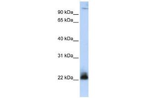 ITGB3BP antibody used at 1 ug/ml to detect target protein. (ITGB3BP anticorps)