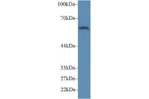 Detection of CD15 in Mouse Stomach lysate using Polyclonal Antibody to Cluster Of Differentiation 15 (CD15)