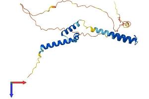 AlphaFold protein structure predicition of Mouse Recombinant Helt Protein, UniprotID Q7TS99